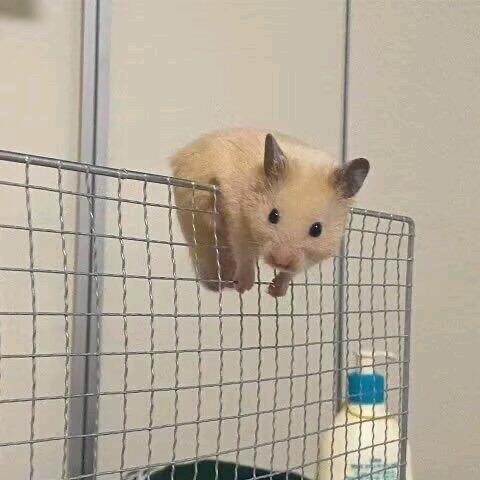 球球