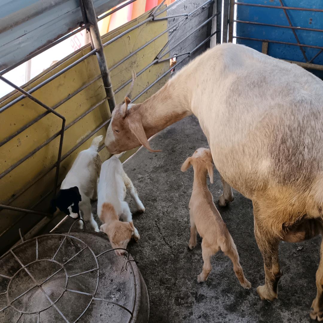 骑着跳蚤赶🐑🐑