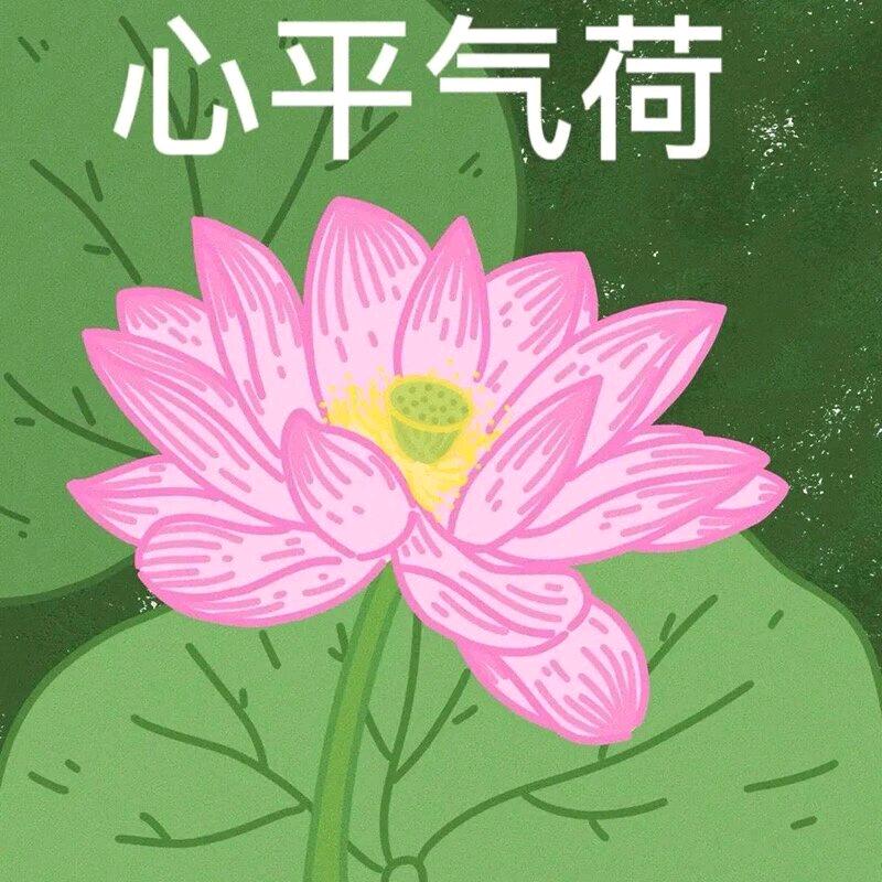 不想上岸的烂海带
