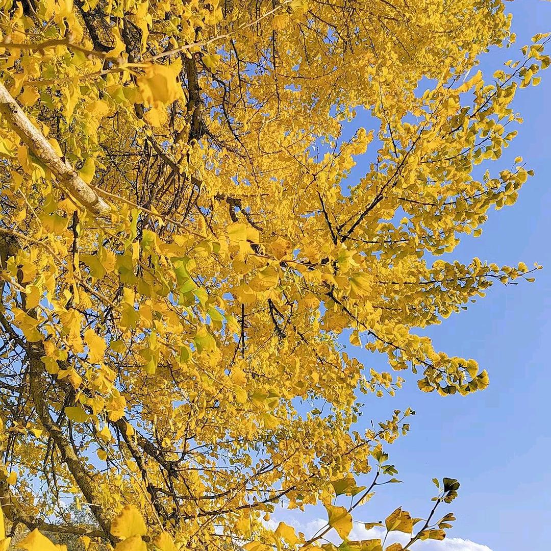 漫天雨《不忘初心》