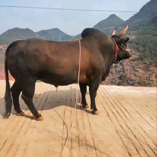 傅公子黄牛肉，