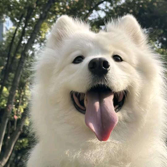 美团给饿了么送鲜花