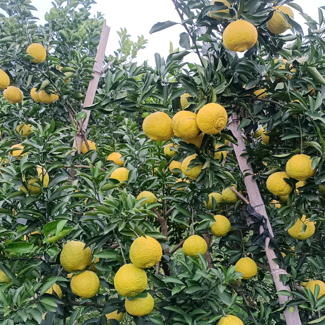 橙柚之家，，斌哥