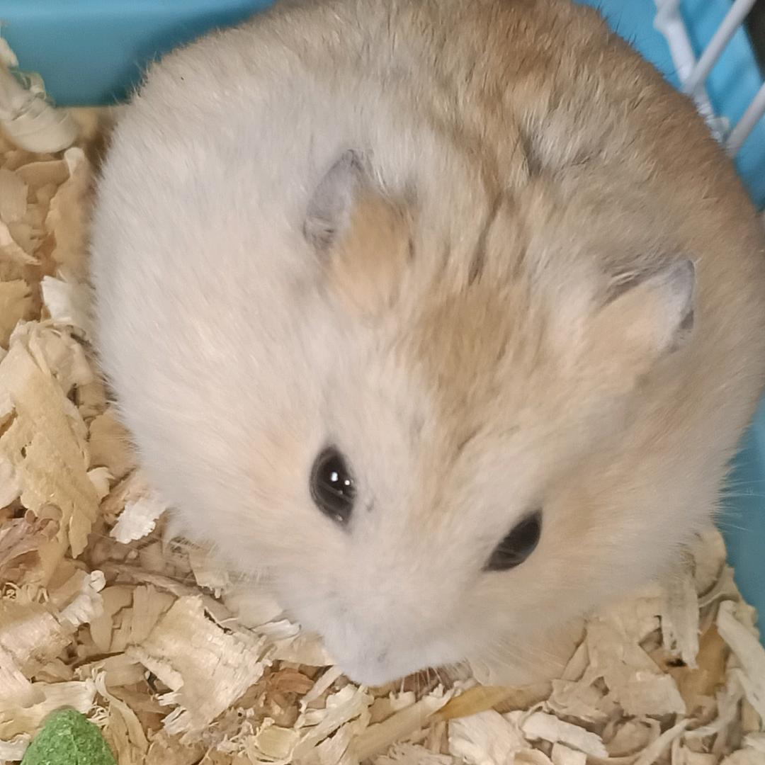 金鳞鱼主段苏苏头像