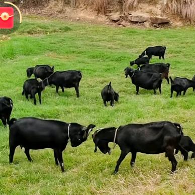 谭四爷流动烤群羊