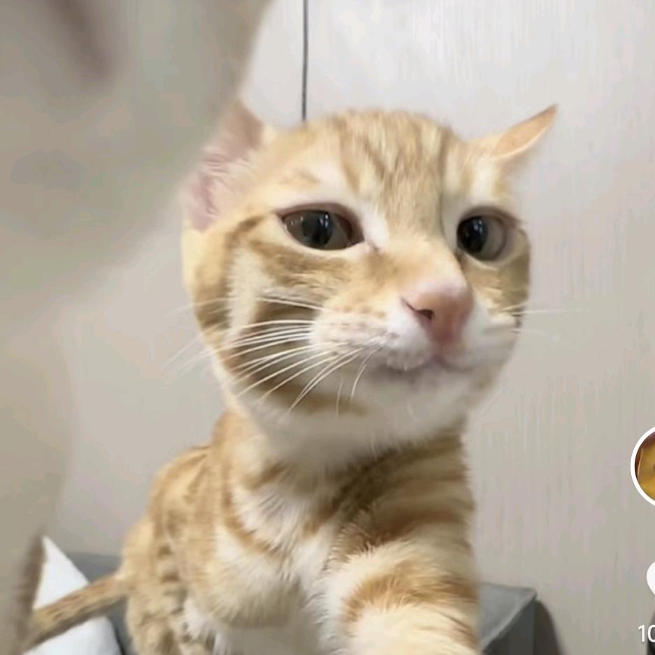 沐沐