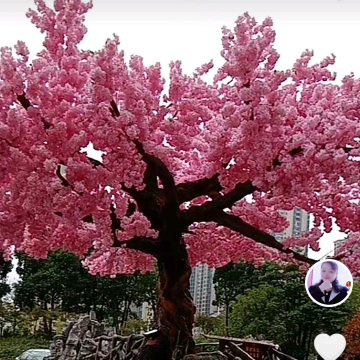小小牡丹花