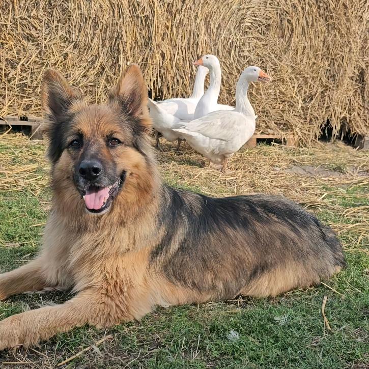 可乐是只牧羊犬
