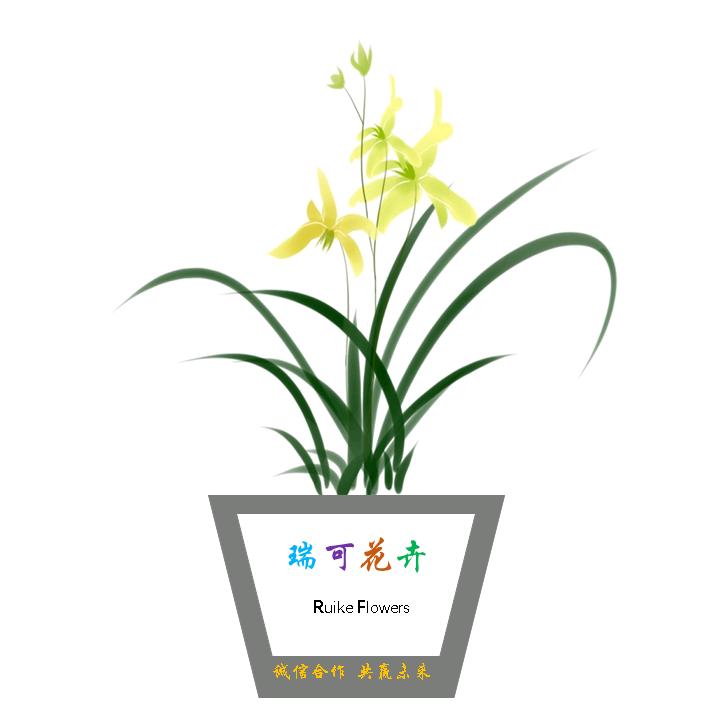 瑞可花卉