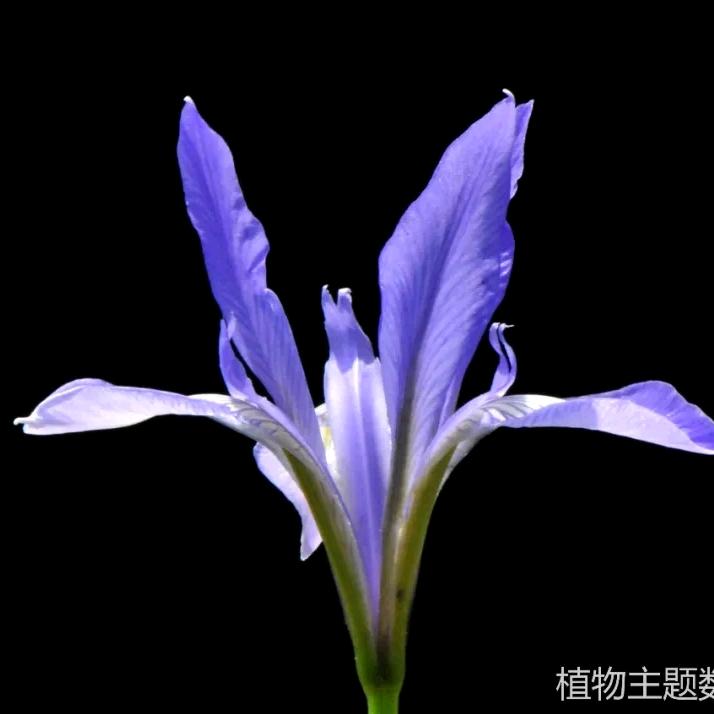 冬去春来&艳💎