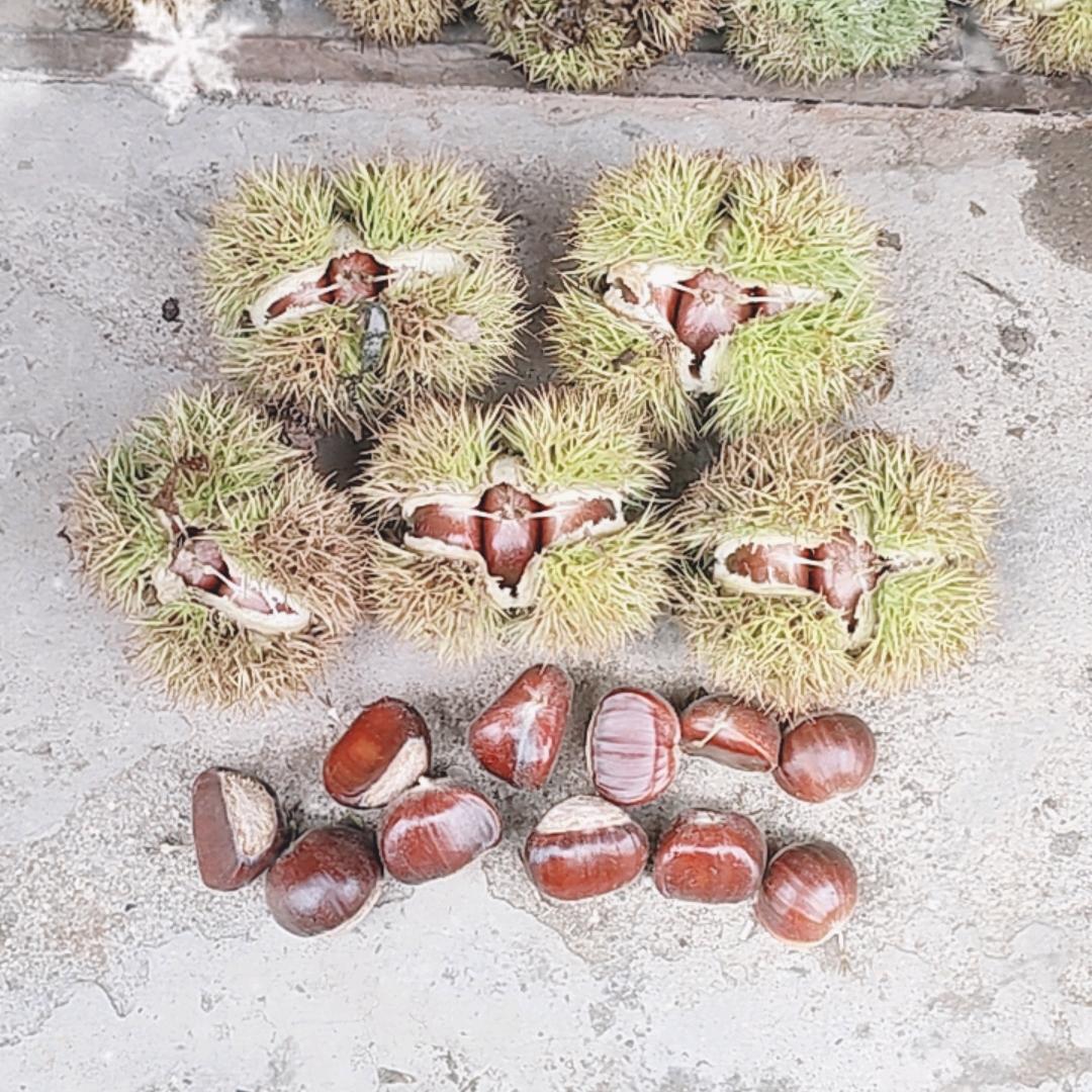 河北苗哥/遵化板栗一手货源