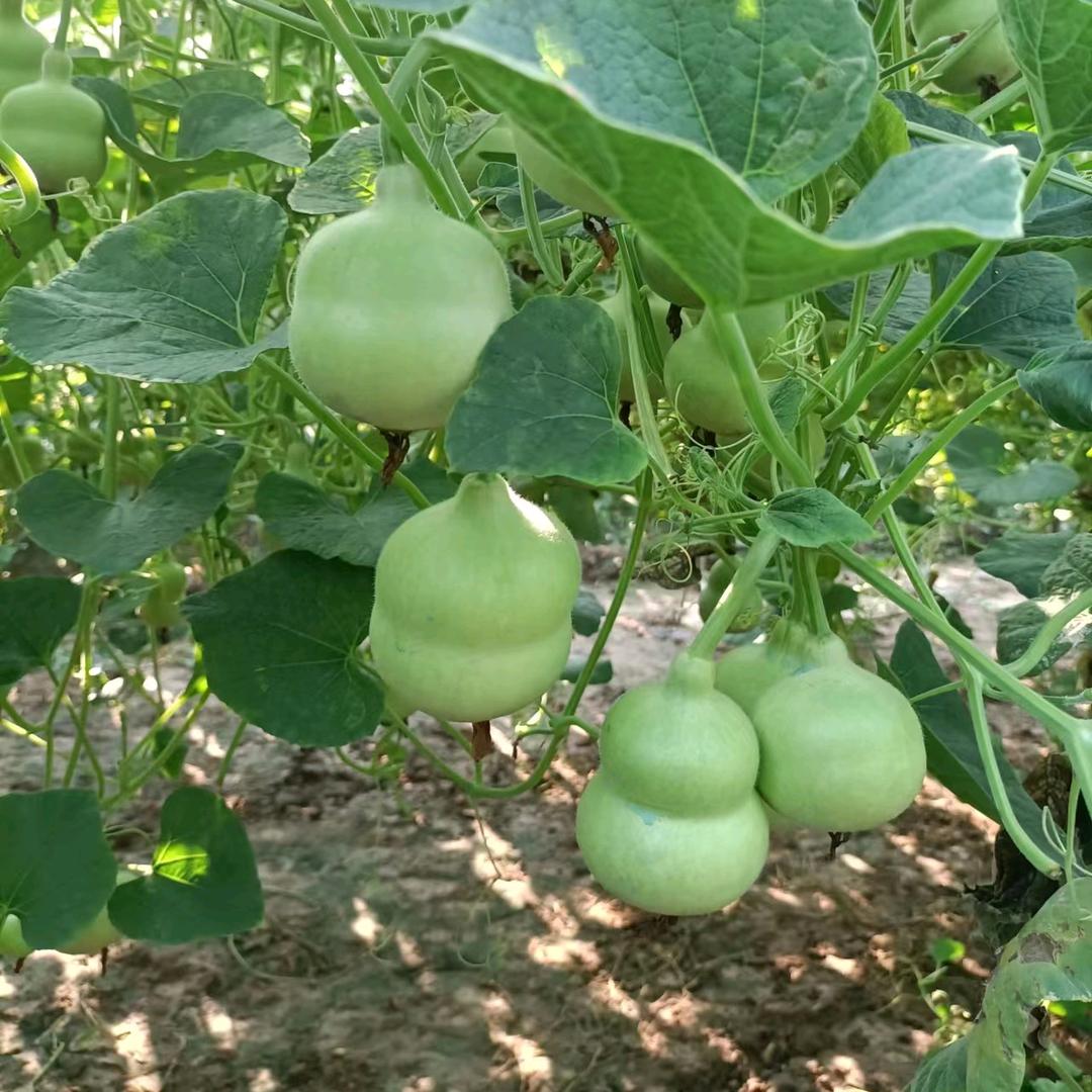 铭鑫葫芦工艺品店