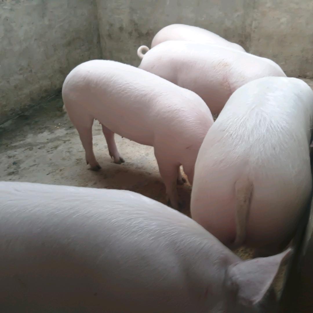 思念铭