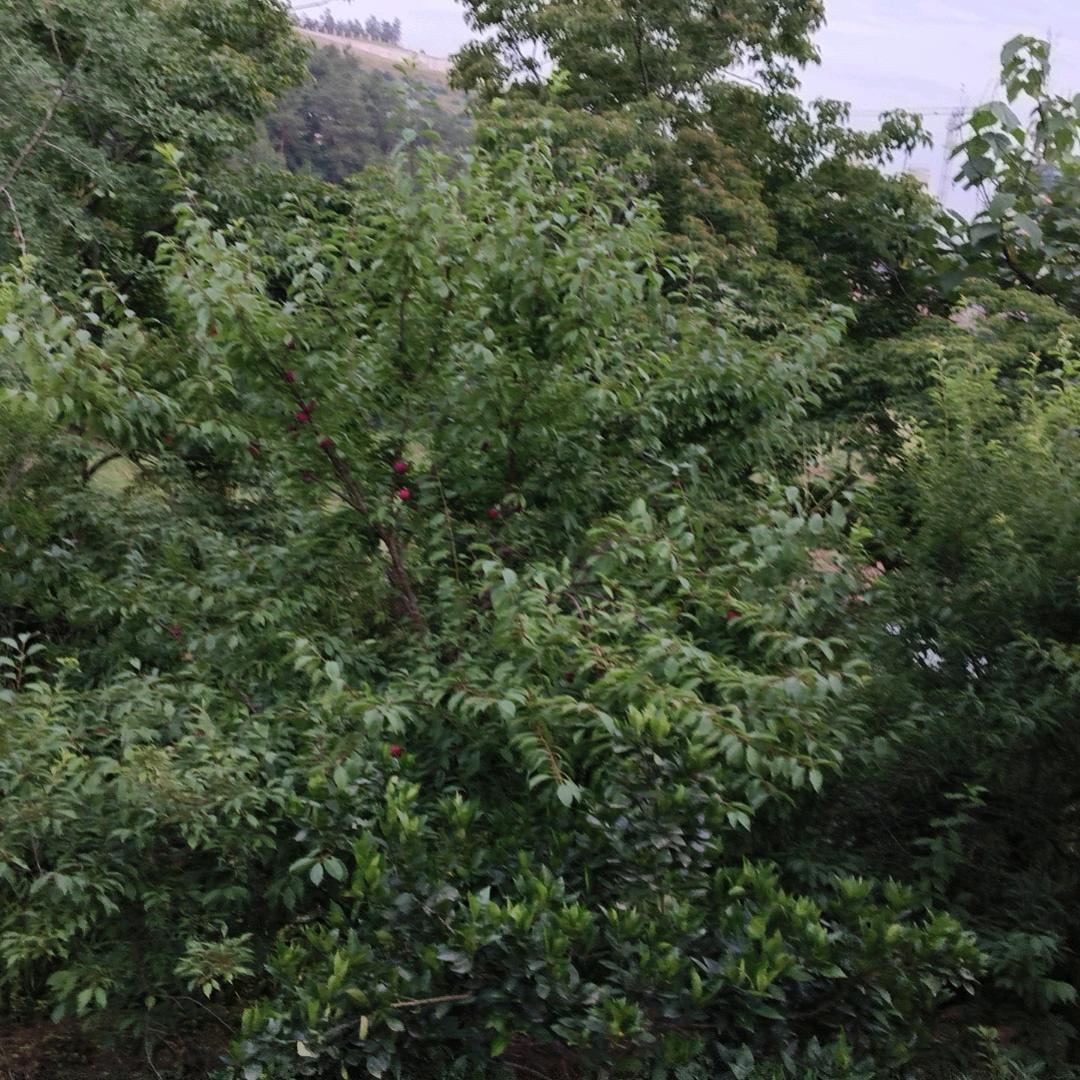 胡桃