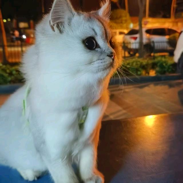 @晶晶