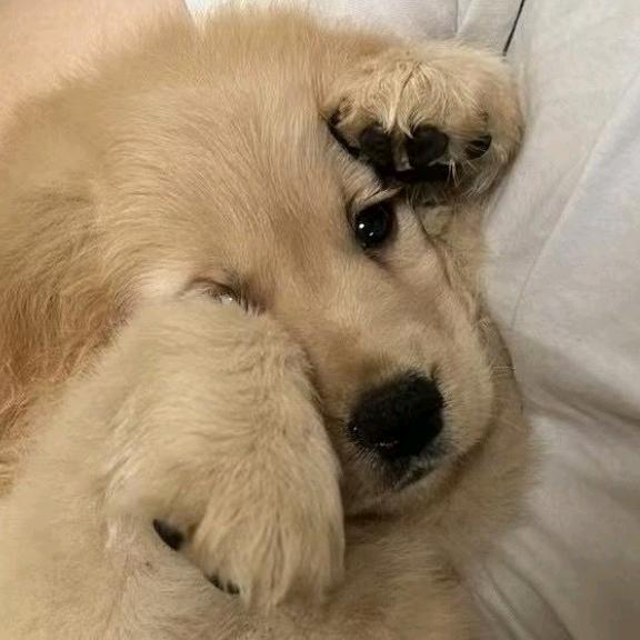 王建国是只金毛