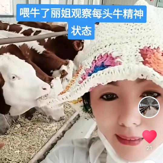 吉林养牛丽姐
