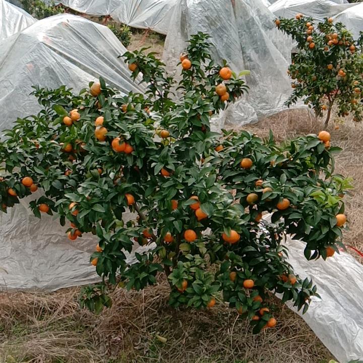 我是，