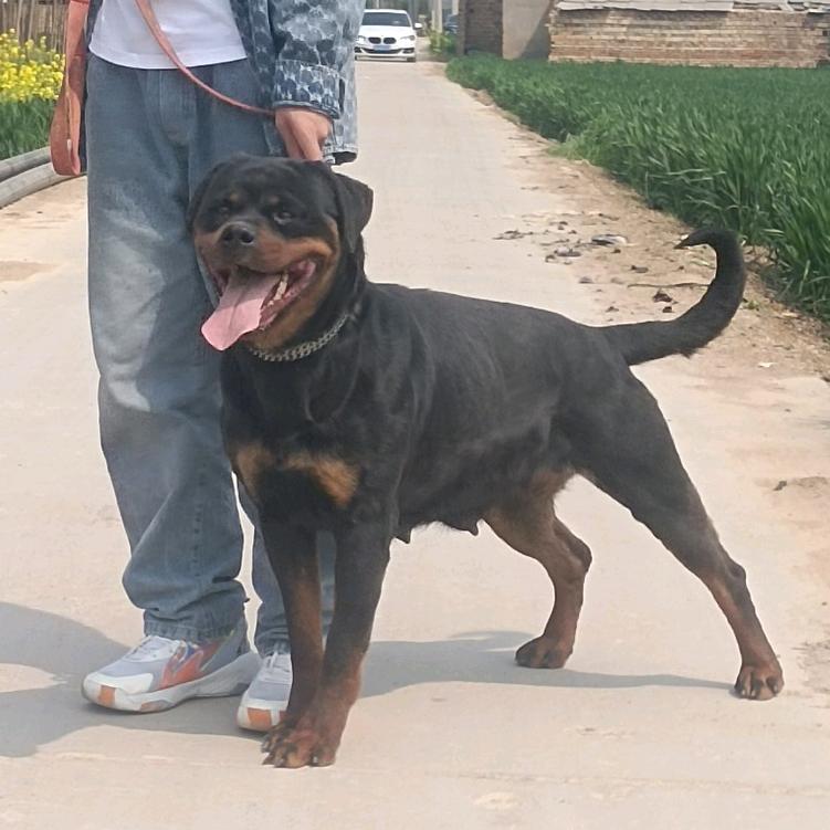 振哥猛犬护卫