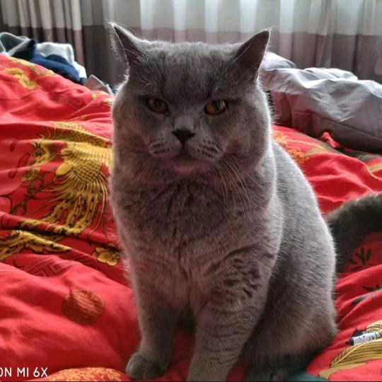 乌鸡哥（三角洲行动）