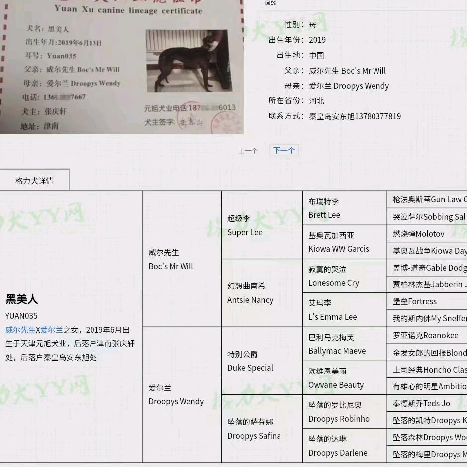 逍遥喂狗牛肉（格力犬顶点崽）