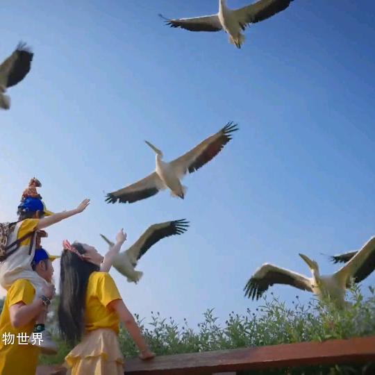 小白杨