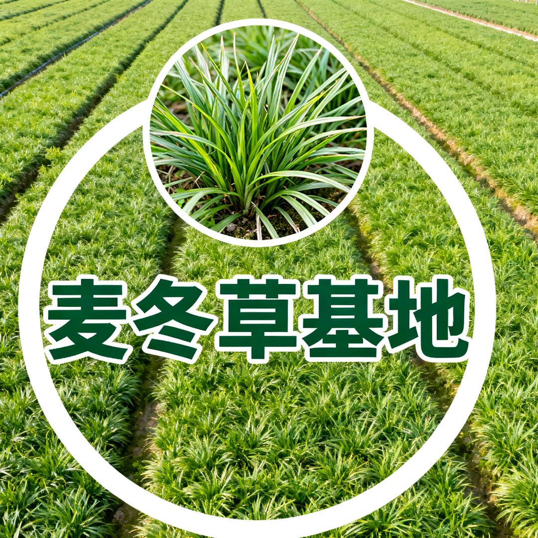 顺顺麦冬草基地