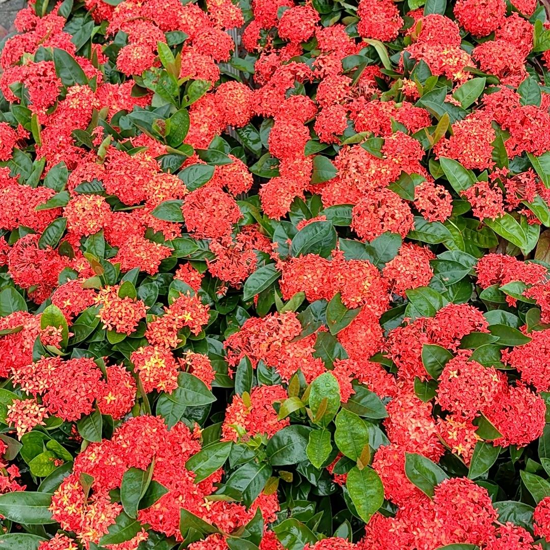 花开不见花