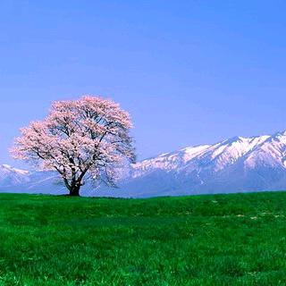 💞ℋღ᭄奎哥🌸🍒᭄💞࿐