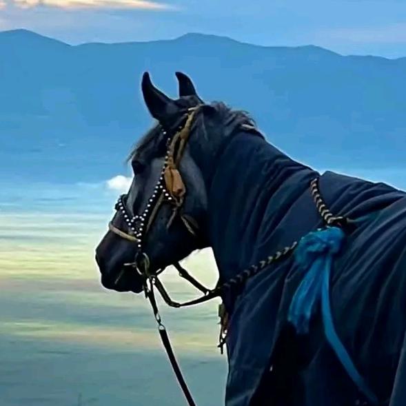 🦅ཉི་འོད🦅
