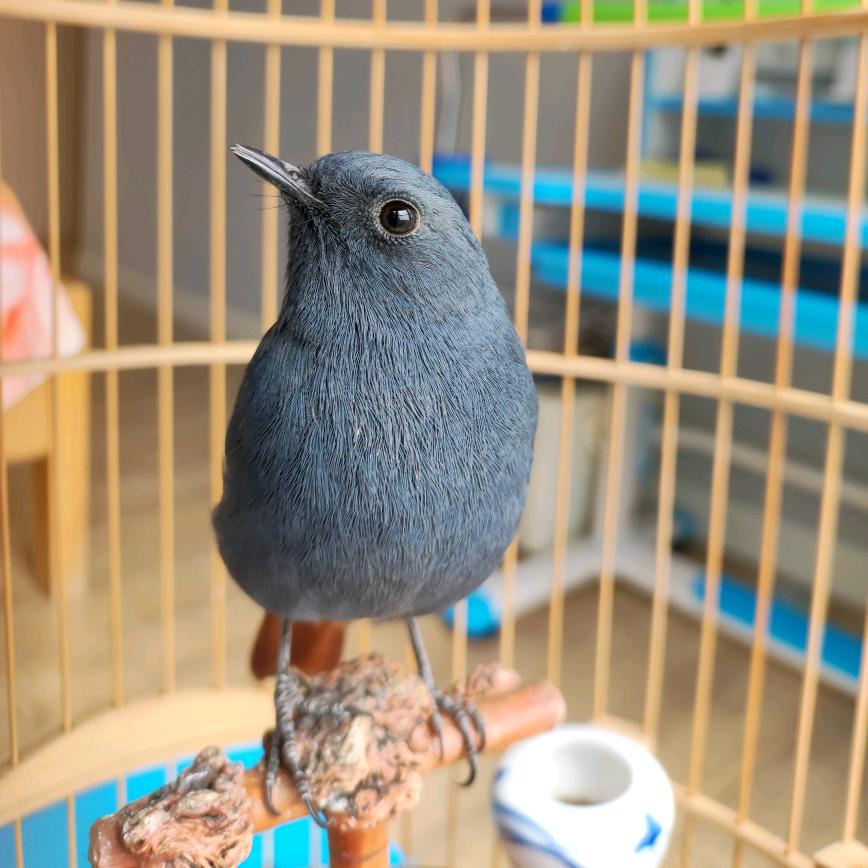 石燕鸟土豆