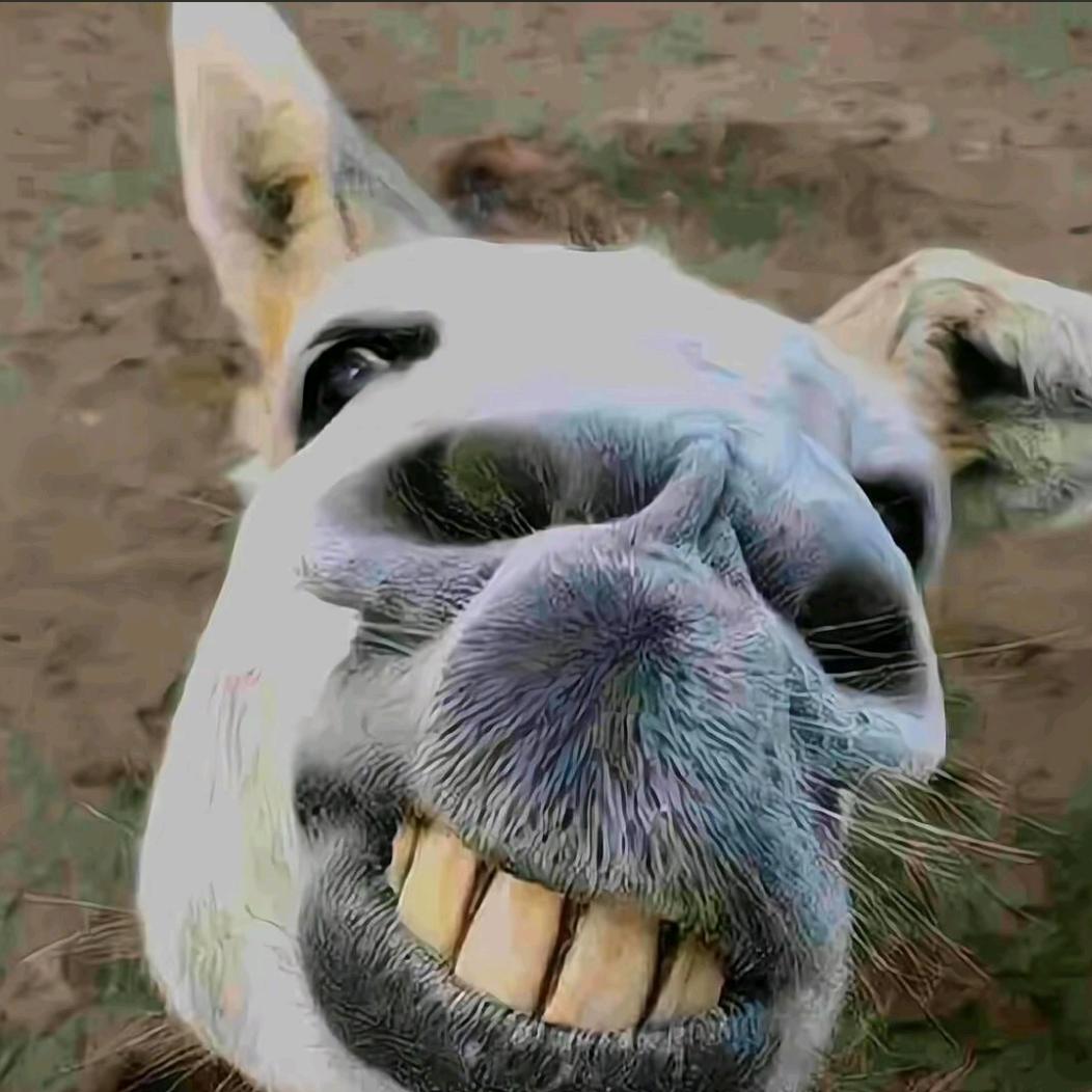 罗密欧与猪过夜