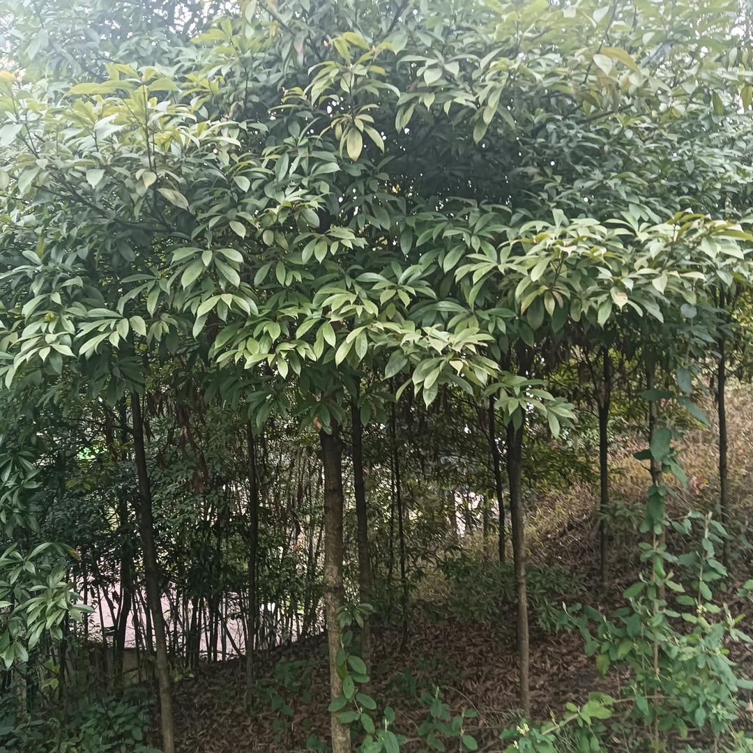 我的快乐就是你