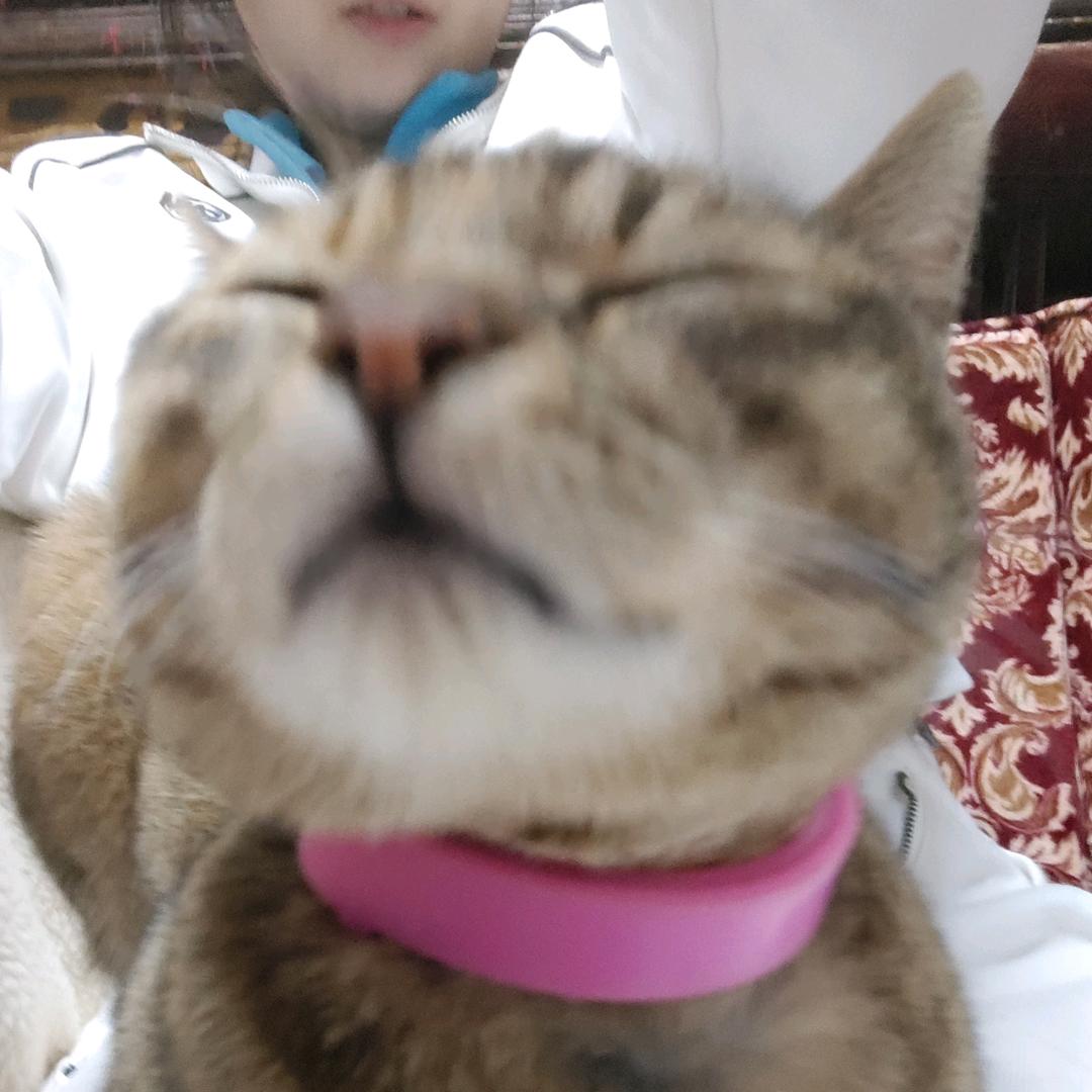 薯门管辖者
