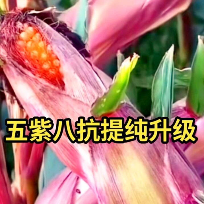 秋硕～高产玉米