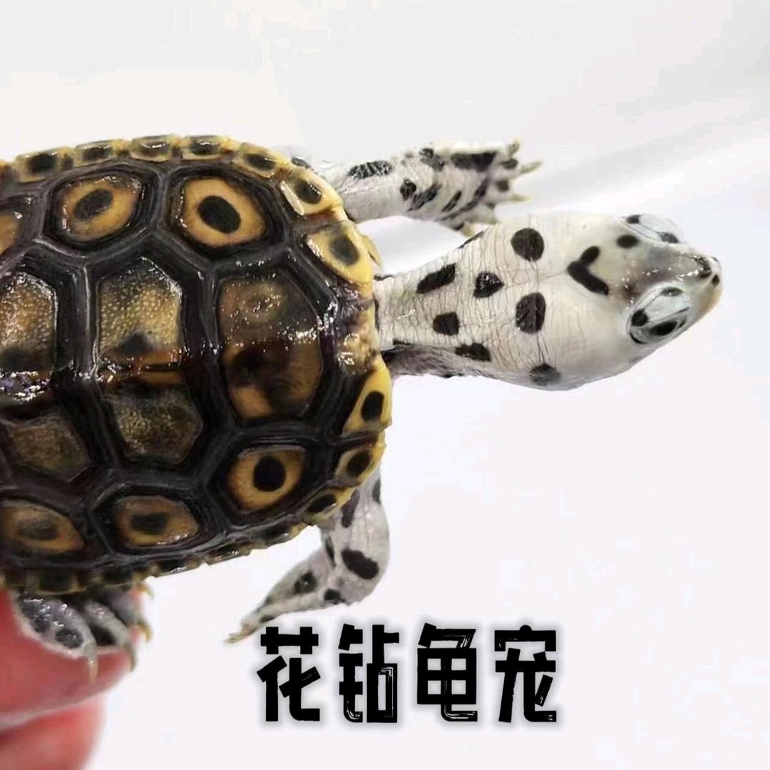 花钻龟宠