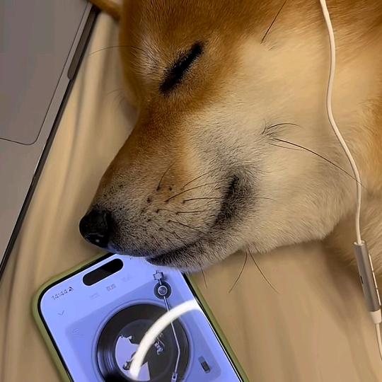 钢盔才是仙龟头像