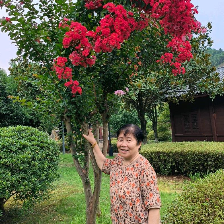 芝