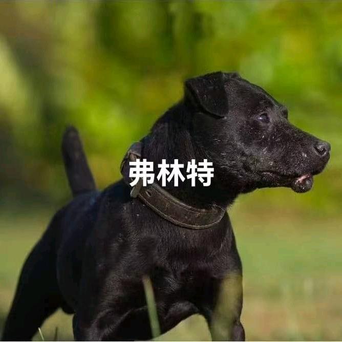 天中梗苑 火梗 牧师