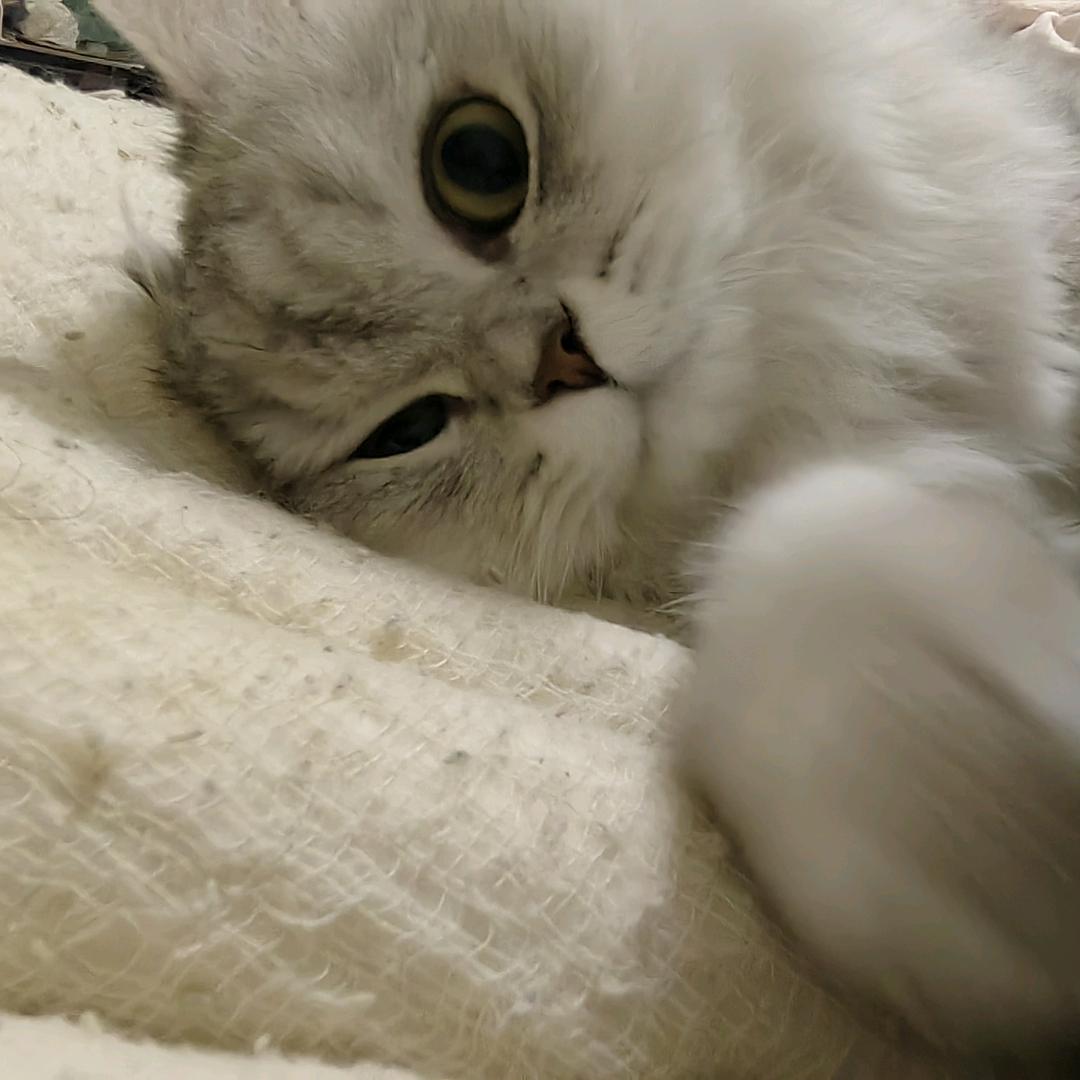 光喃
