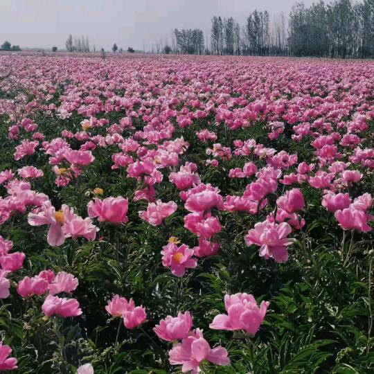 木易秀（拒私聊）