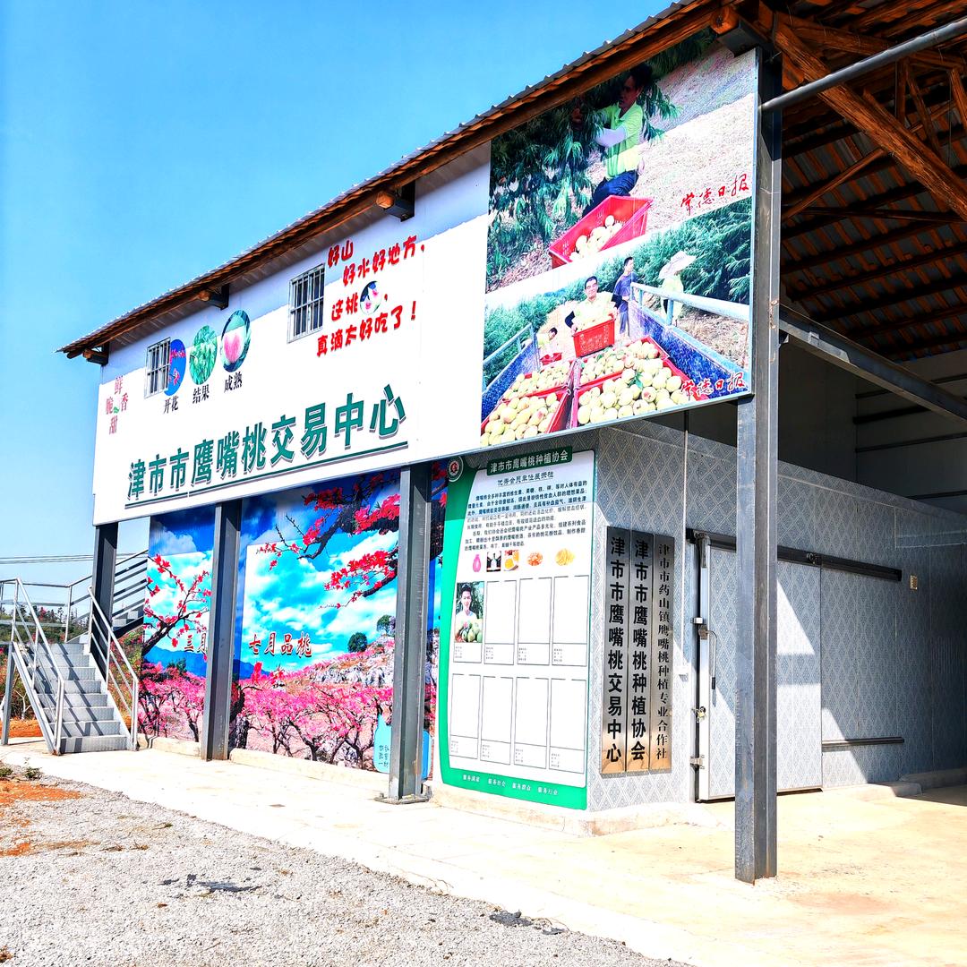 津市市鹰嘴桃基地