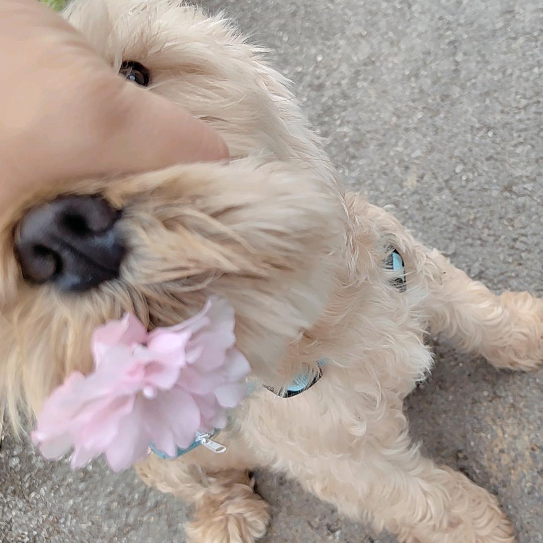 志胜是只雪纳瑞