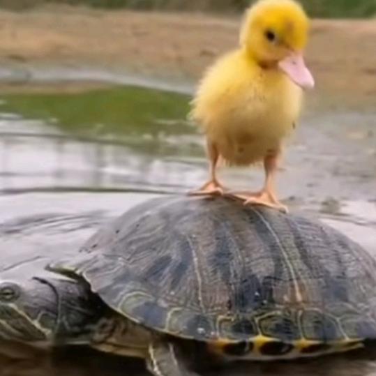 做着王八去追梦