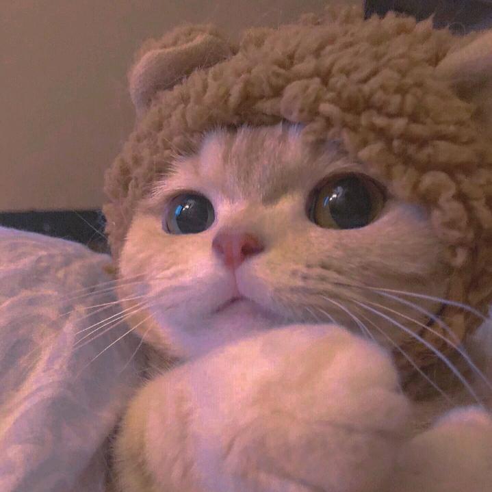 小张吖❤️
