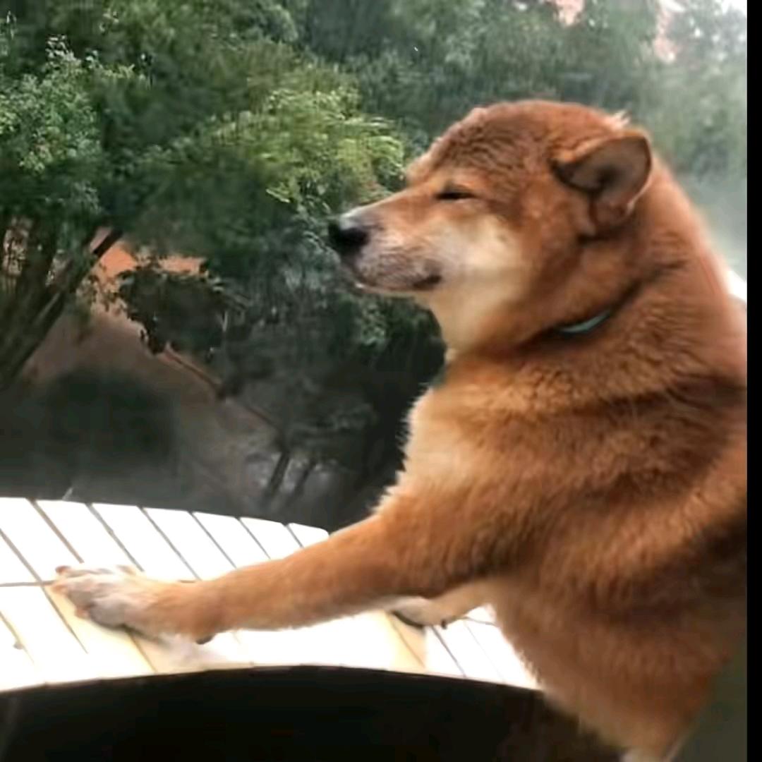 熊猫
