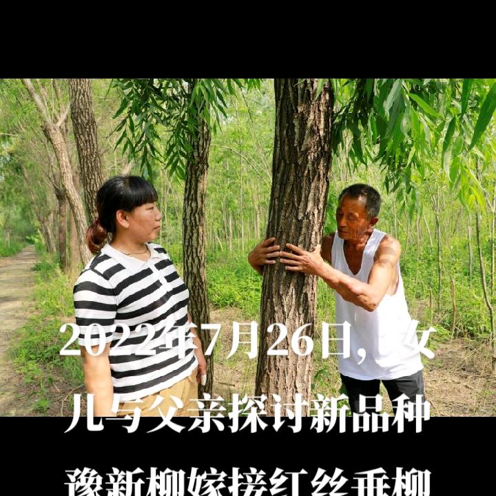 豫新柳