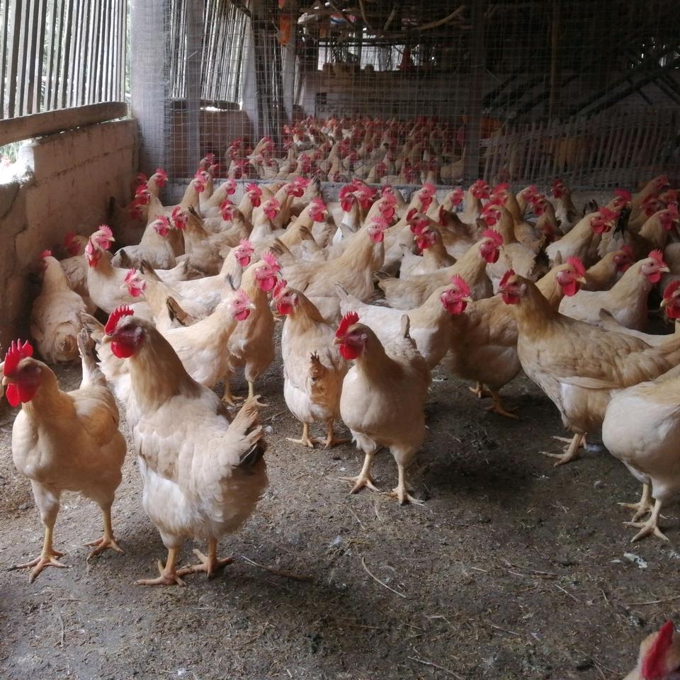 @家禽销售