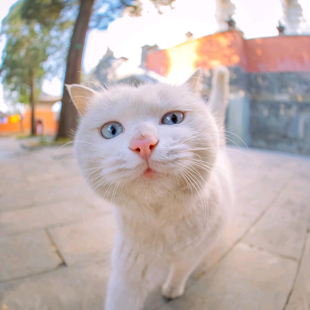 废物小猫