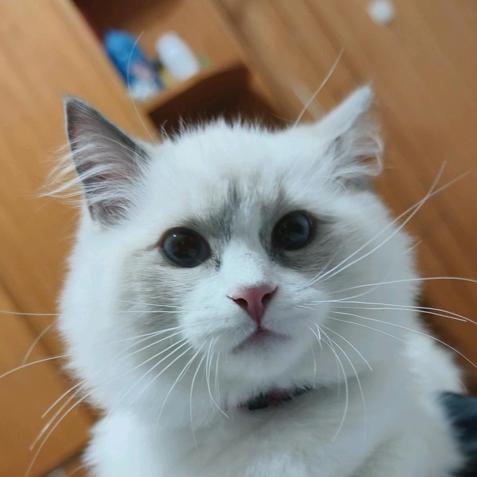 小猫糯米咪